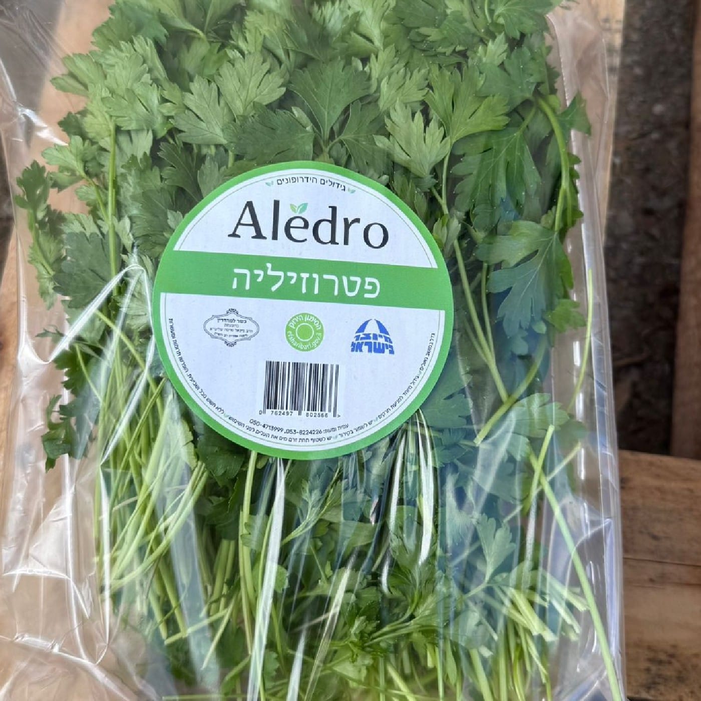 כוסברה הידרופוני