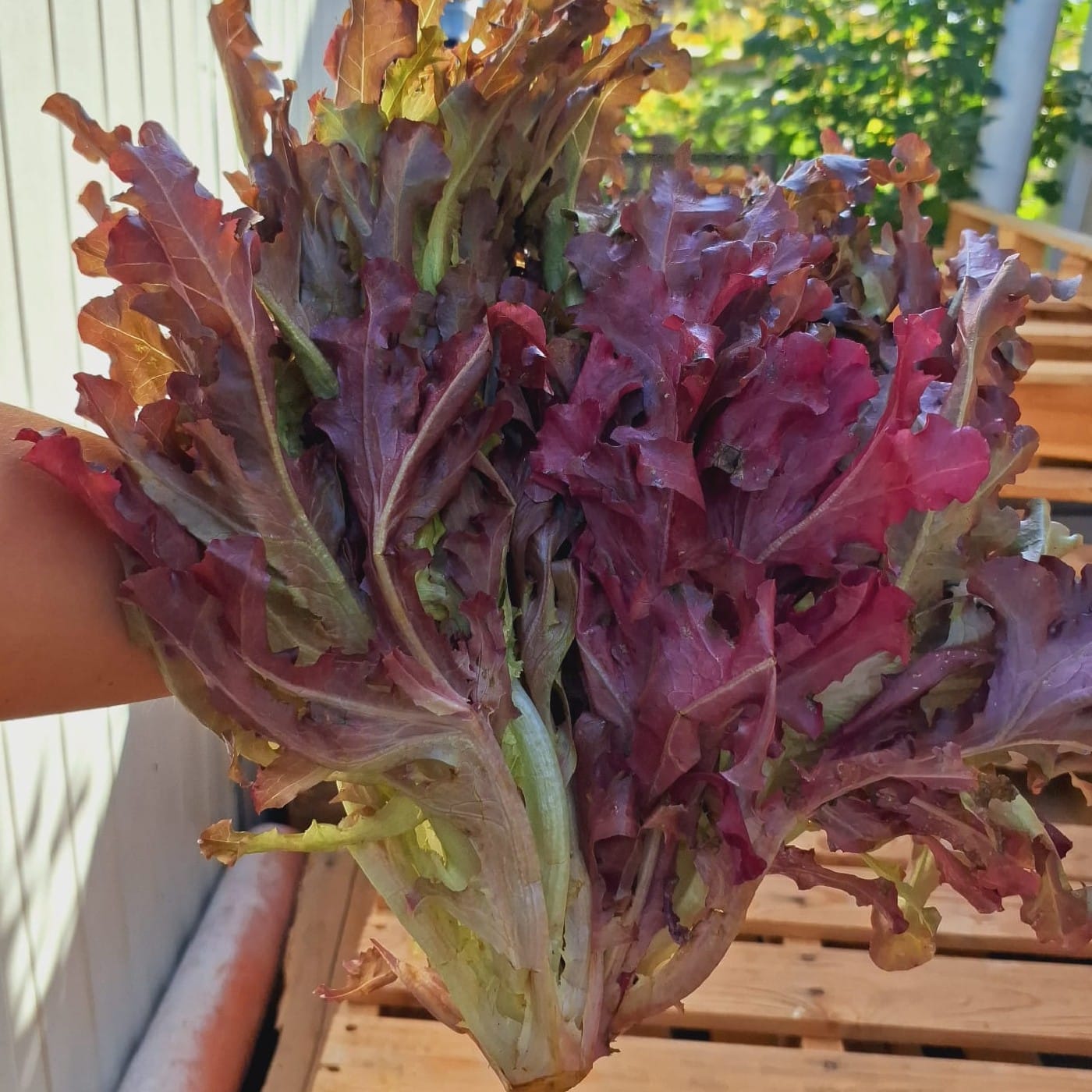 חסה משי אדומה אורגנית