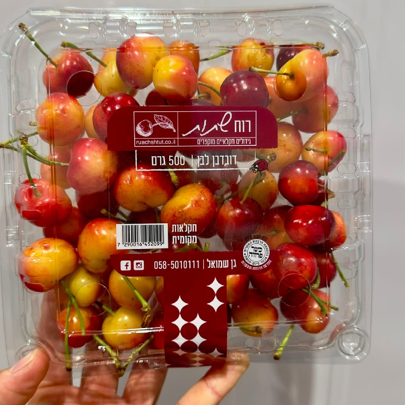 דובדבן רנייר 500 ג'