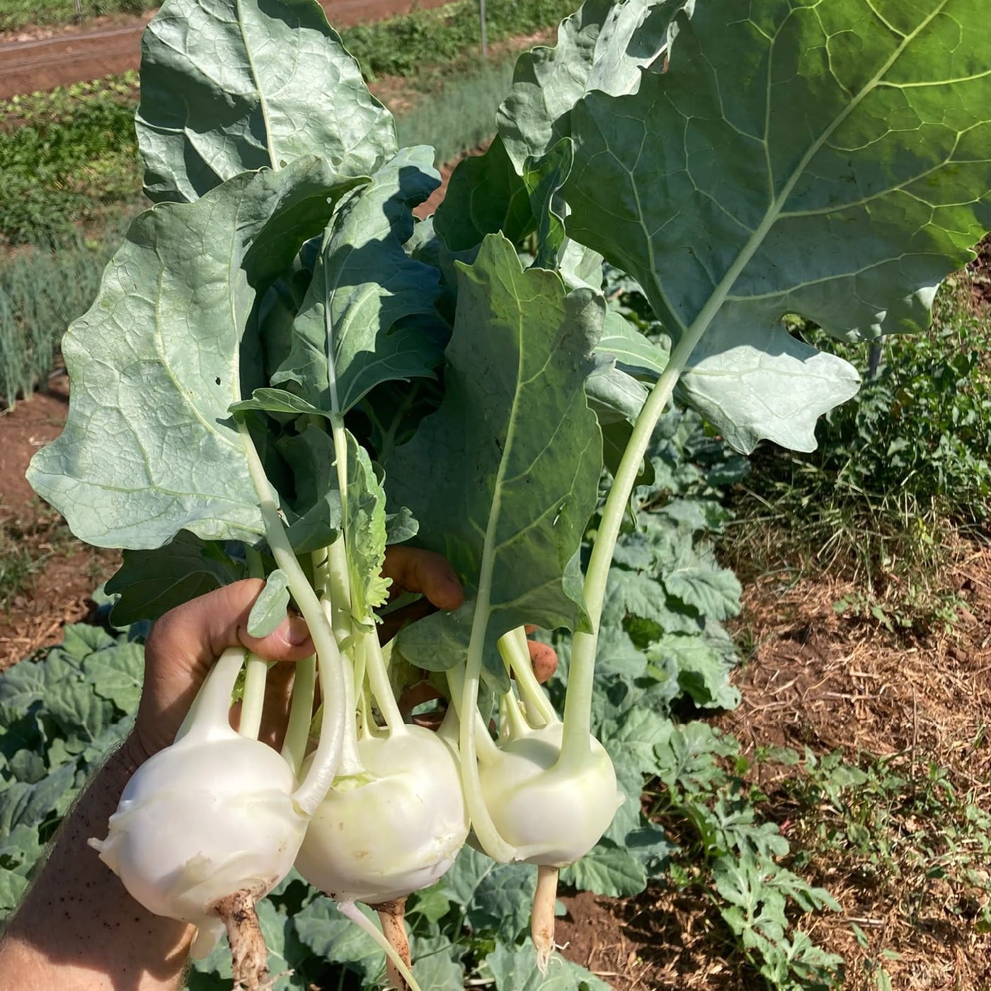 צרור בייבי קולורבי אורגני