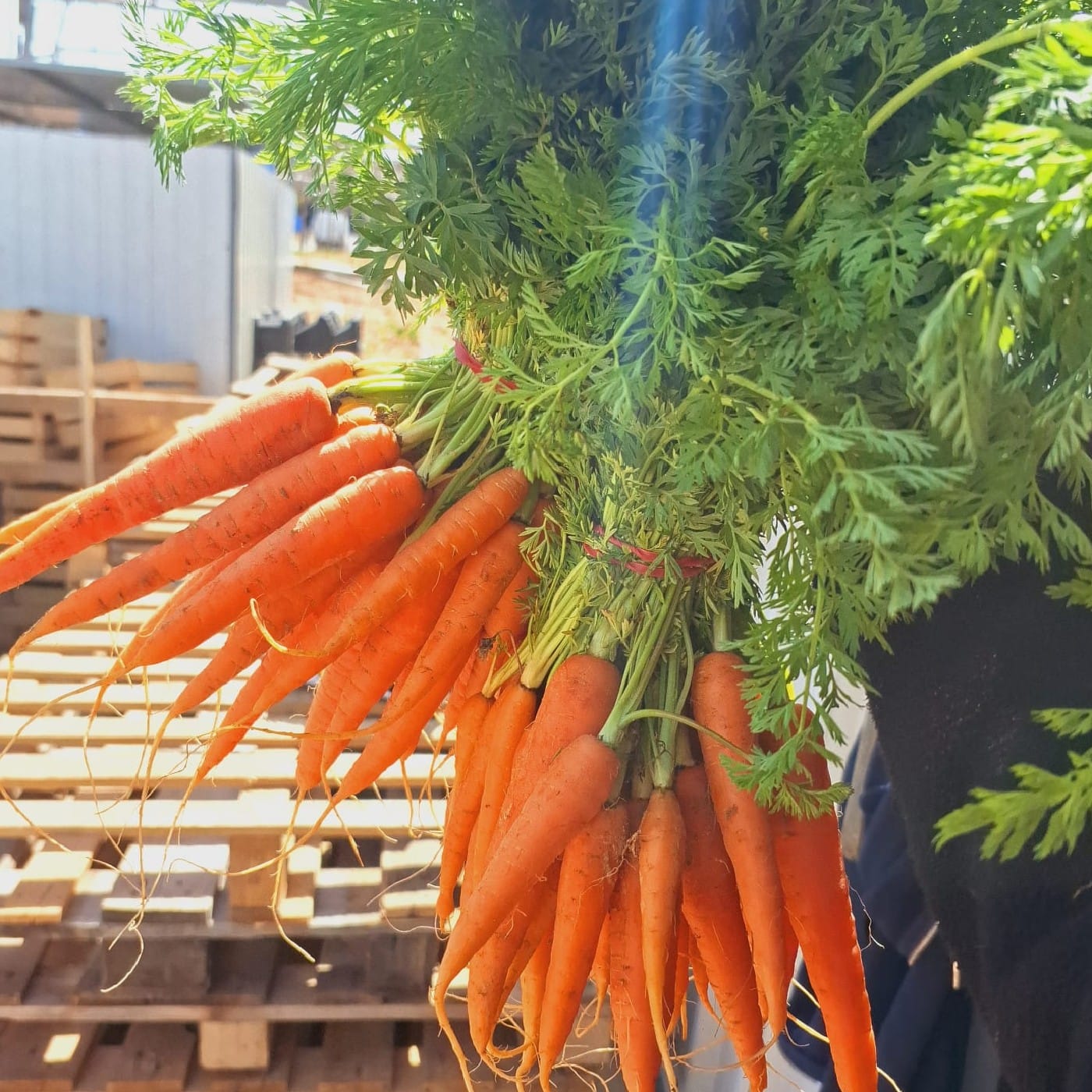 גזר אורגני צרור