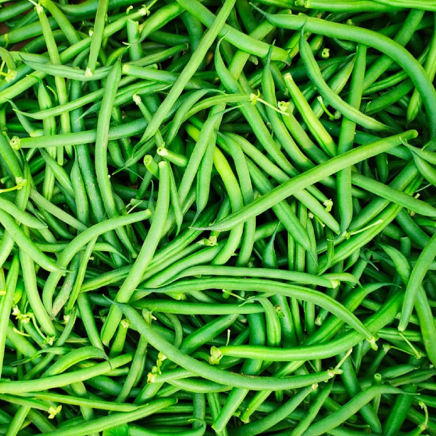 שעועית ירוקה עדינה אורגנית