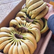 בננות לעיתים מגיעות ירוקות ומבשילות כ-3/4 ימים. בחורף בשלות כשעדין ירקרקות