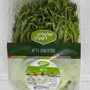 סוג של עולש (אנדיב) איטלקי