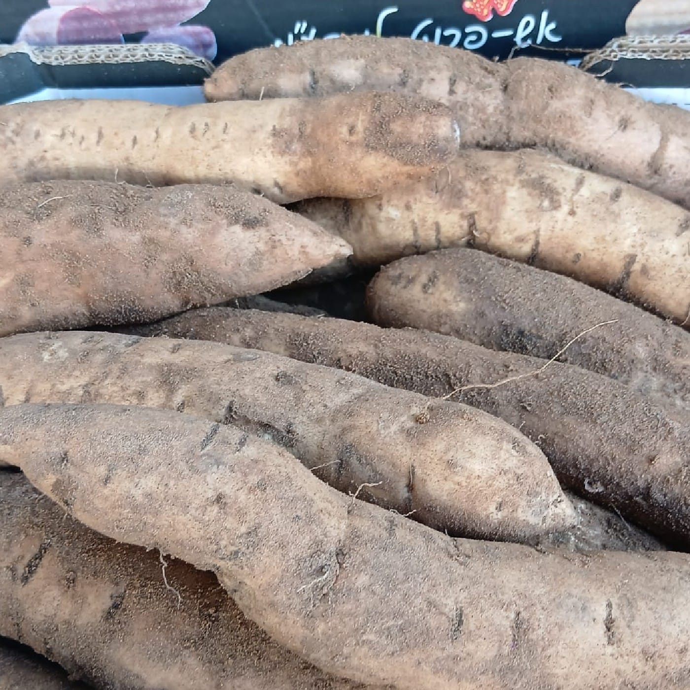 בטטה לבנה