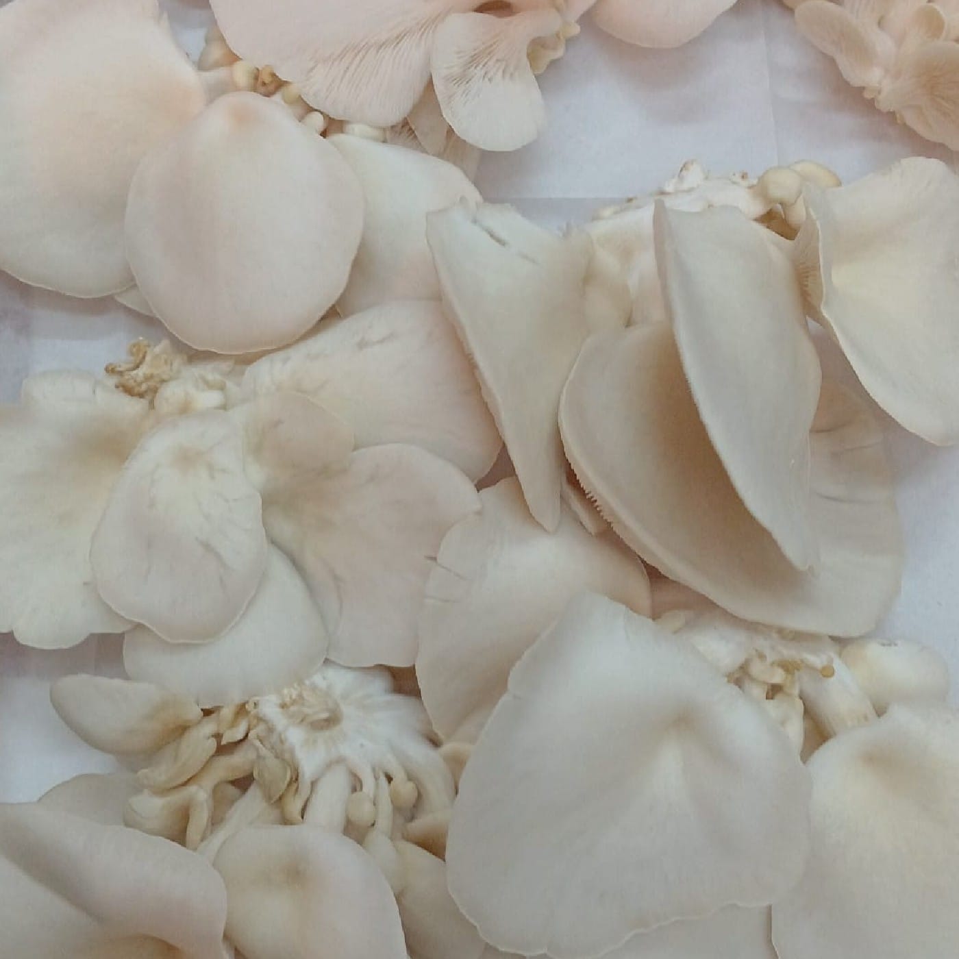 פטריות אויסטר לבנה 