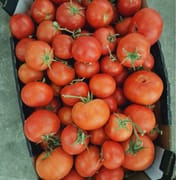 בהתאם למלאי. יתכנו מגוון זנים. עגבניה רכה או פחות אסטטית מצויינת לבישול. 2 ק