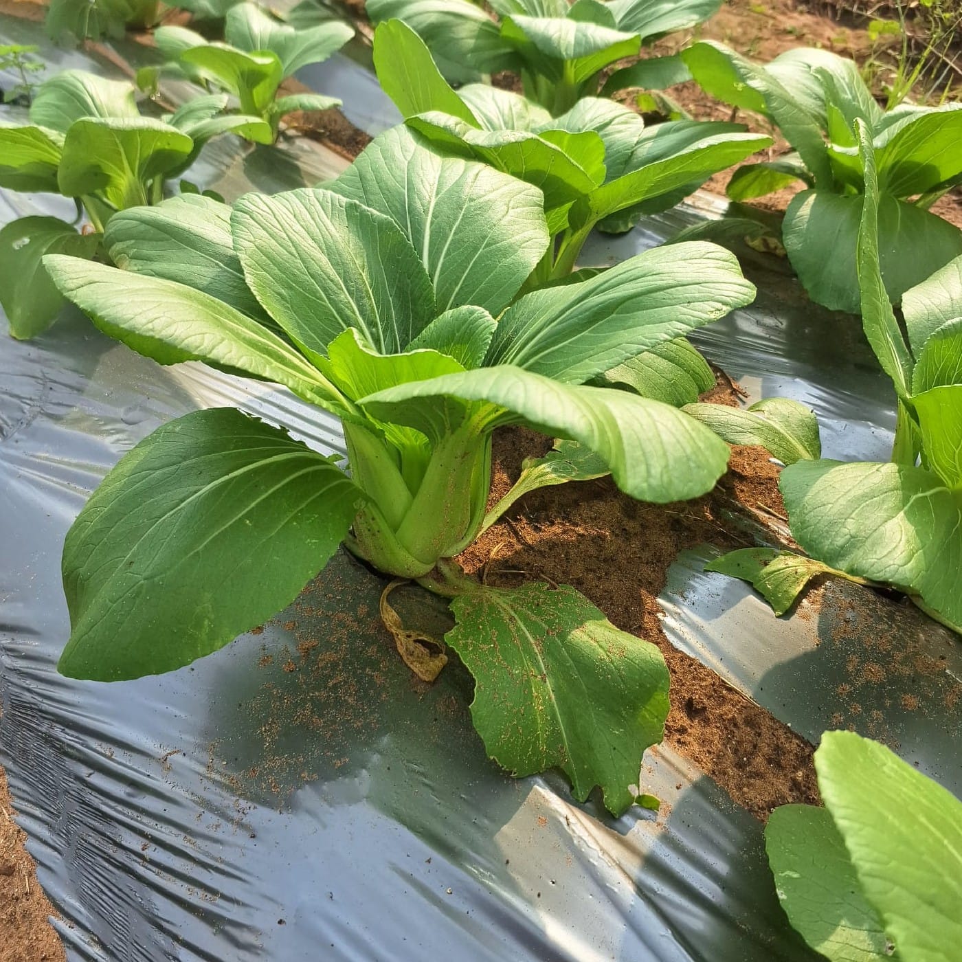 באק צ'וי אורגני