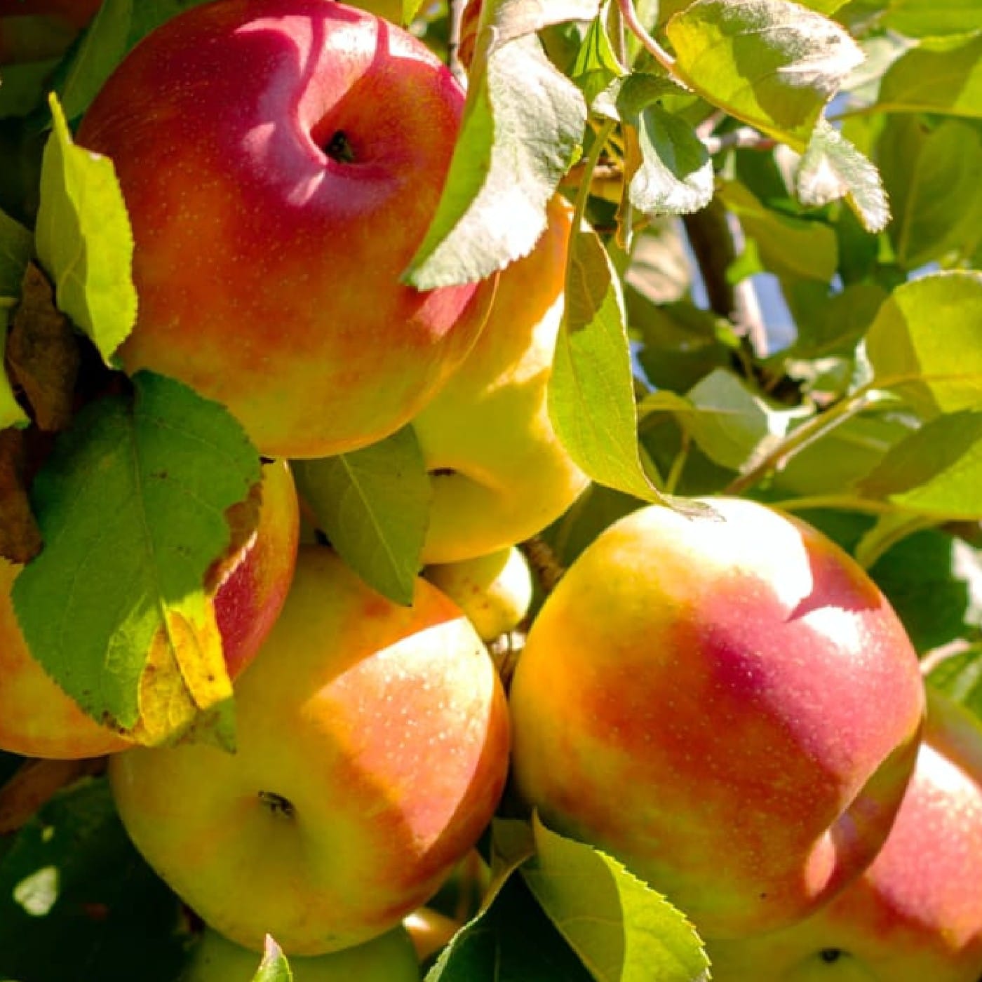 תפוח עץ ניקוטר אורגני