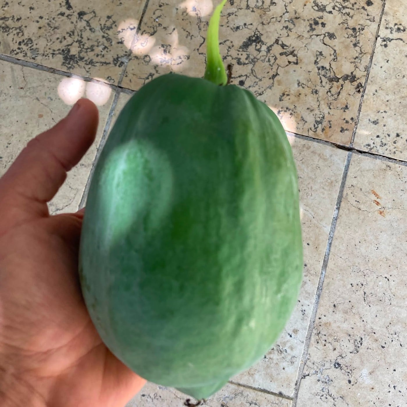 פפאיה בוסר ירוקה אורגנית