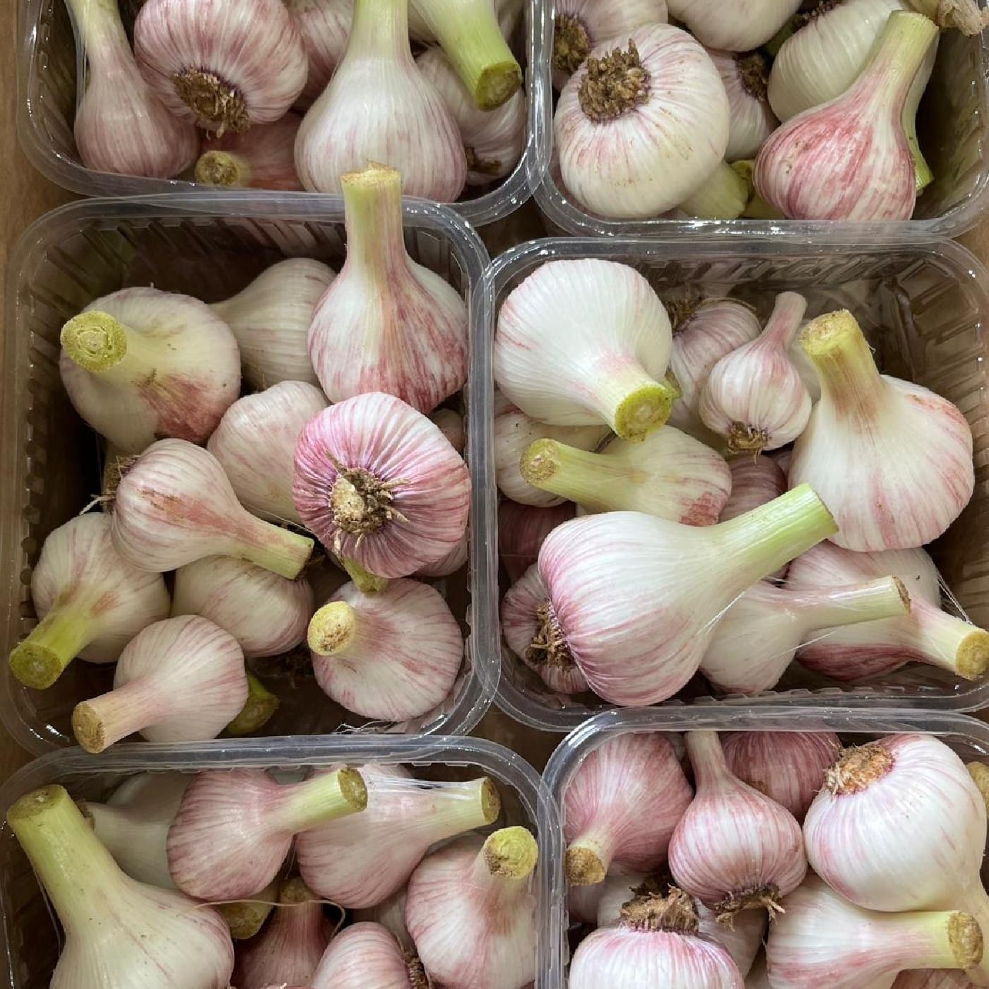 שום לח אורגני ק