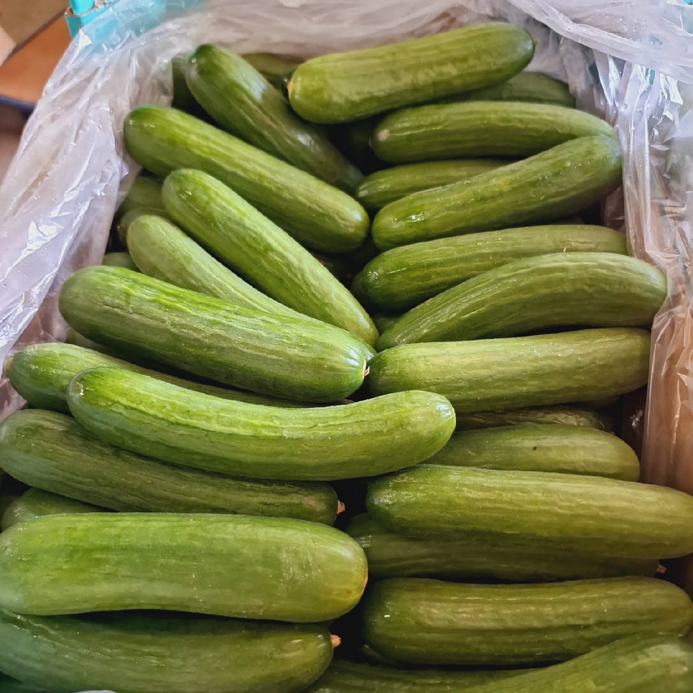 מלפפון אורגני