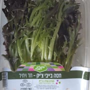צ'קורי - סוג של עולש (אנדיב) איטלקי