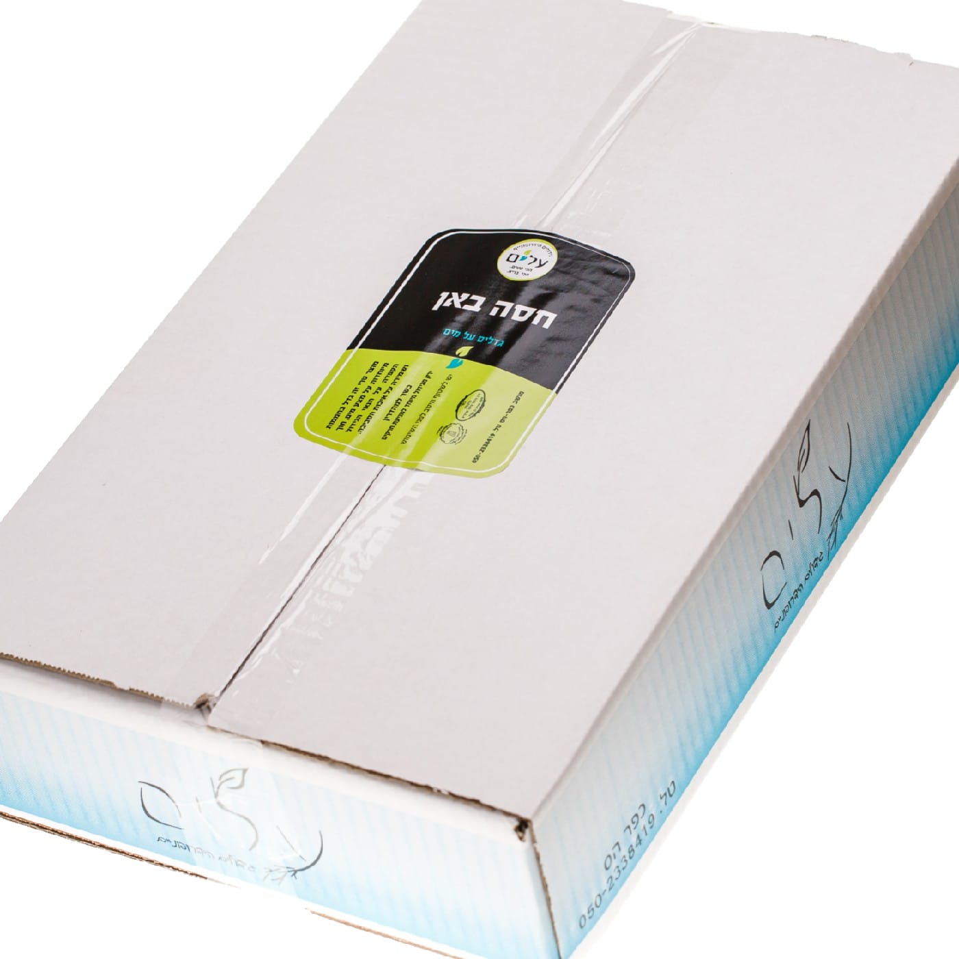 חסה באן (סלנובה אלון) הידרופונית - שישייה