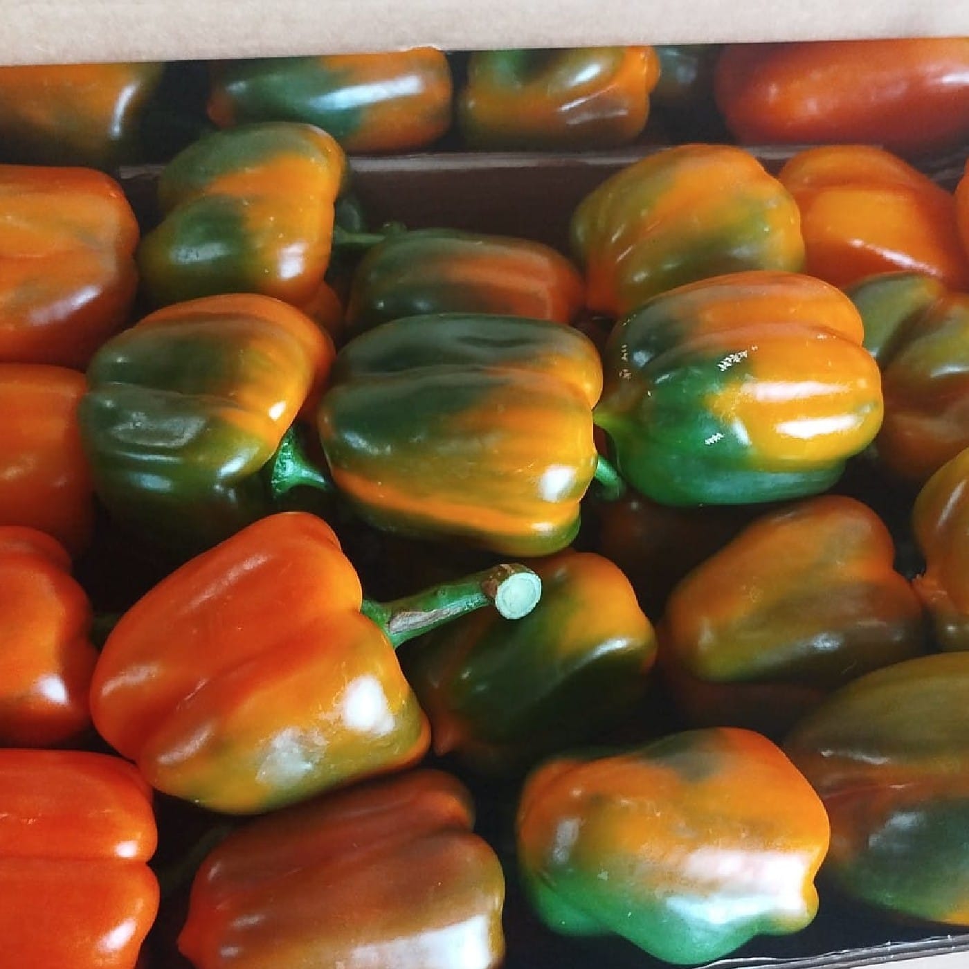 פלפל כתום אורגני