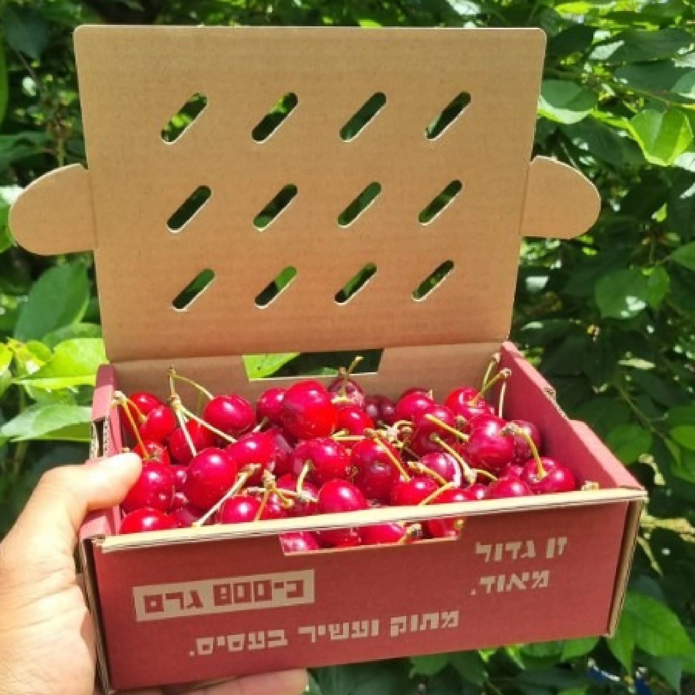 דובדבן מתוק 
