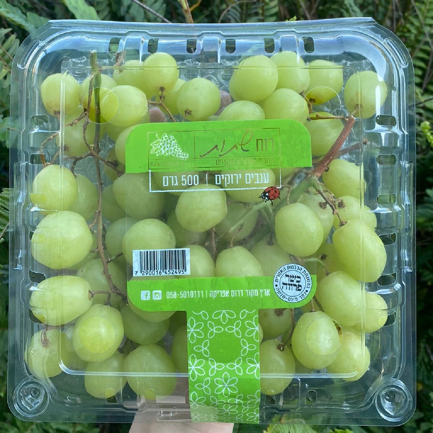 מארז ענבים ירוקים 