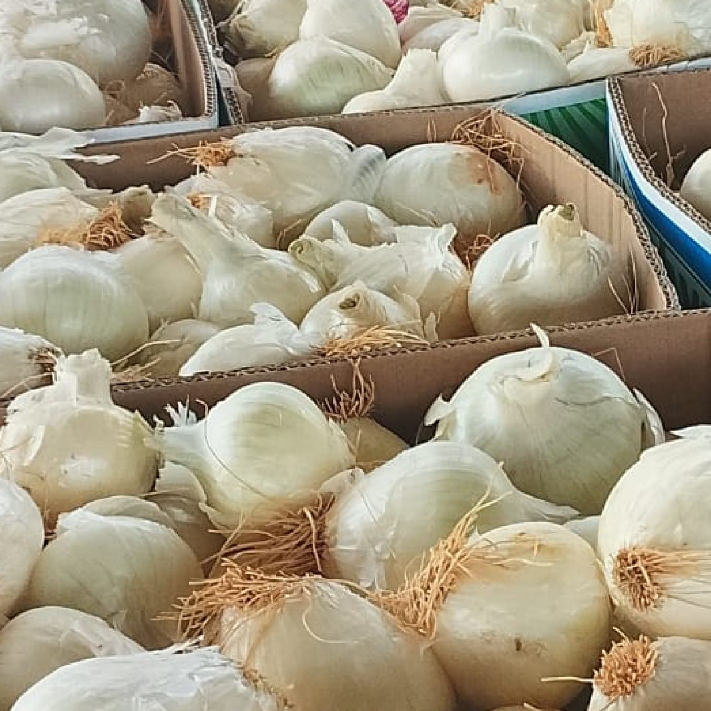 בצל לבן זן פנינה אורגני