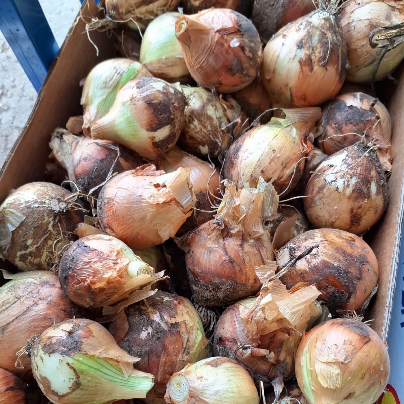 בצל לבן יבש אורגני ישראלי