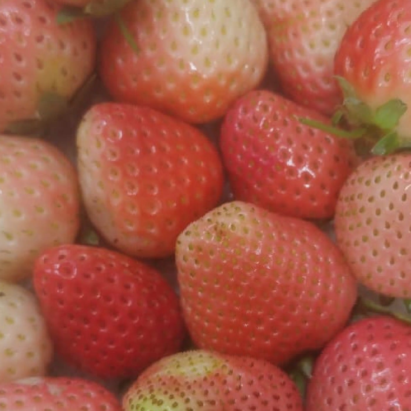 תות שדה לבן