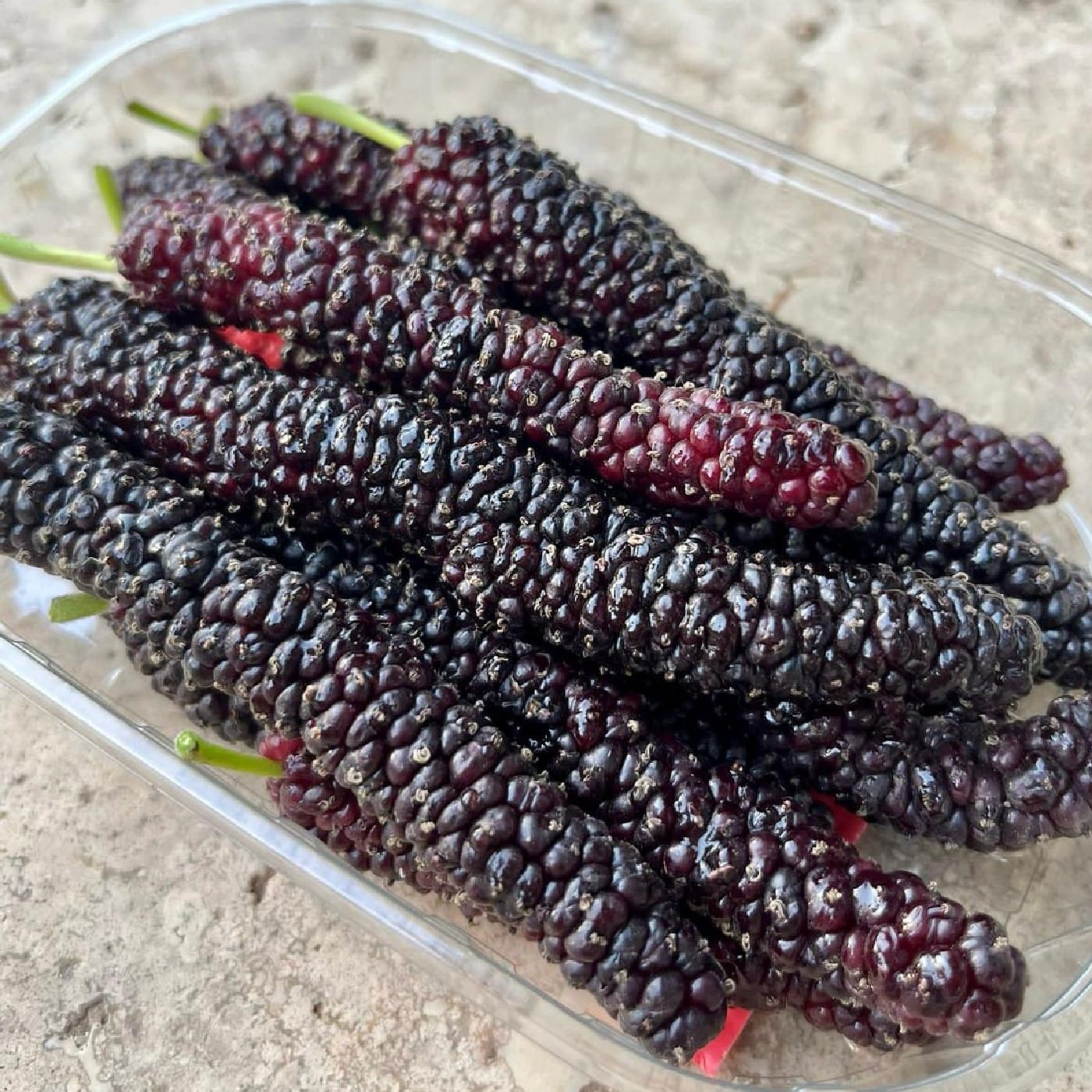 מארז תות עץ פקיסטני