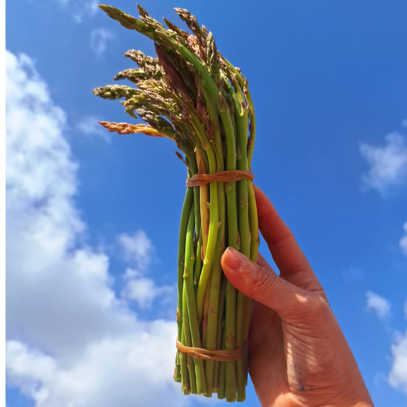 צרור אספרגוס אורגני 300 ג