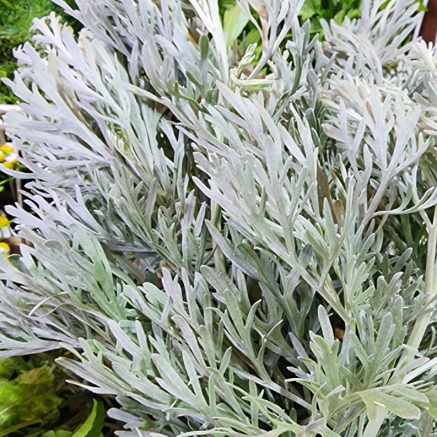 שיבא אורגנית מארז