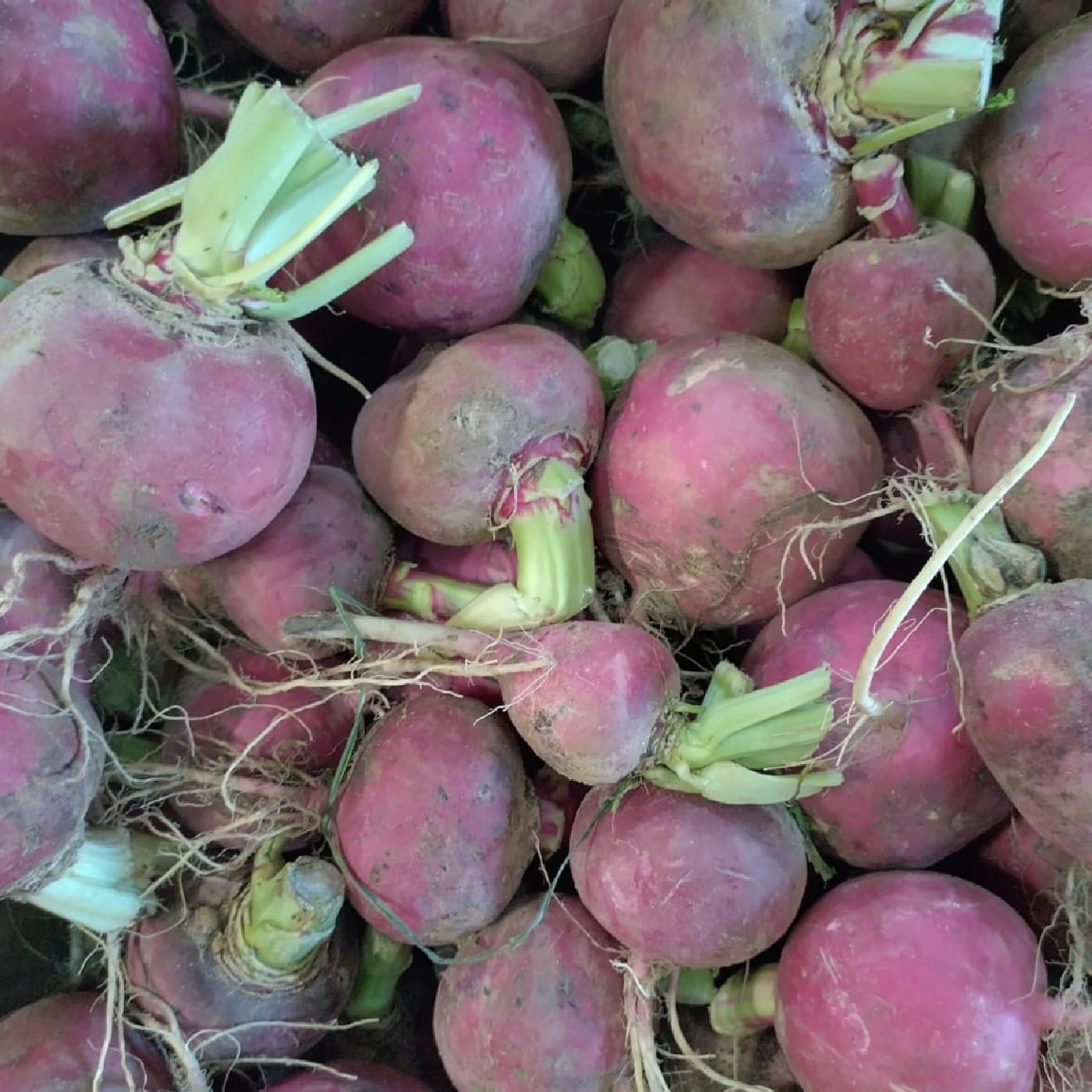צנון אדום אורגני