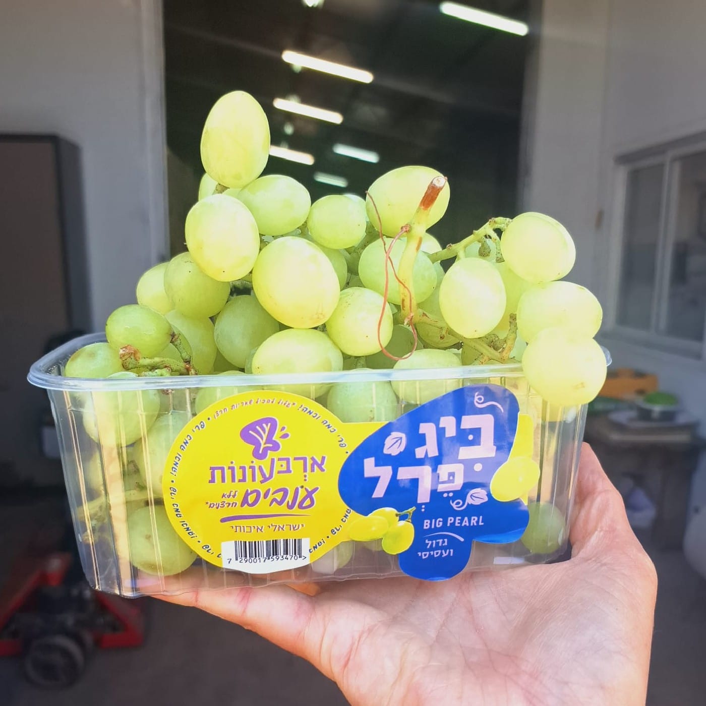 ענבים ירוקים 