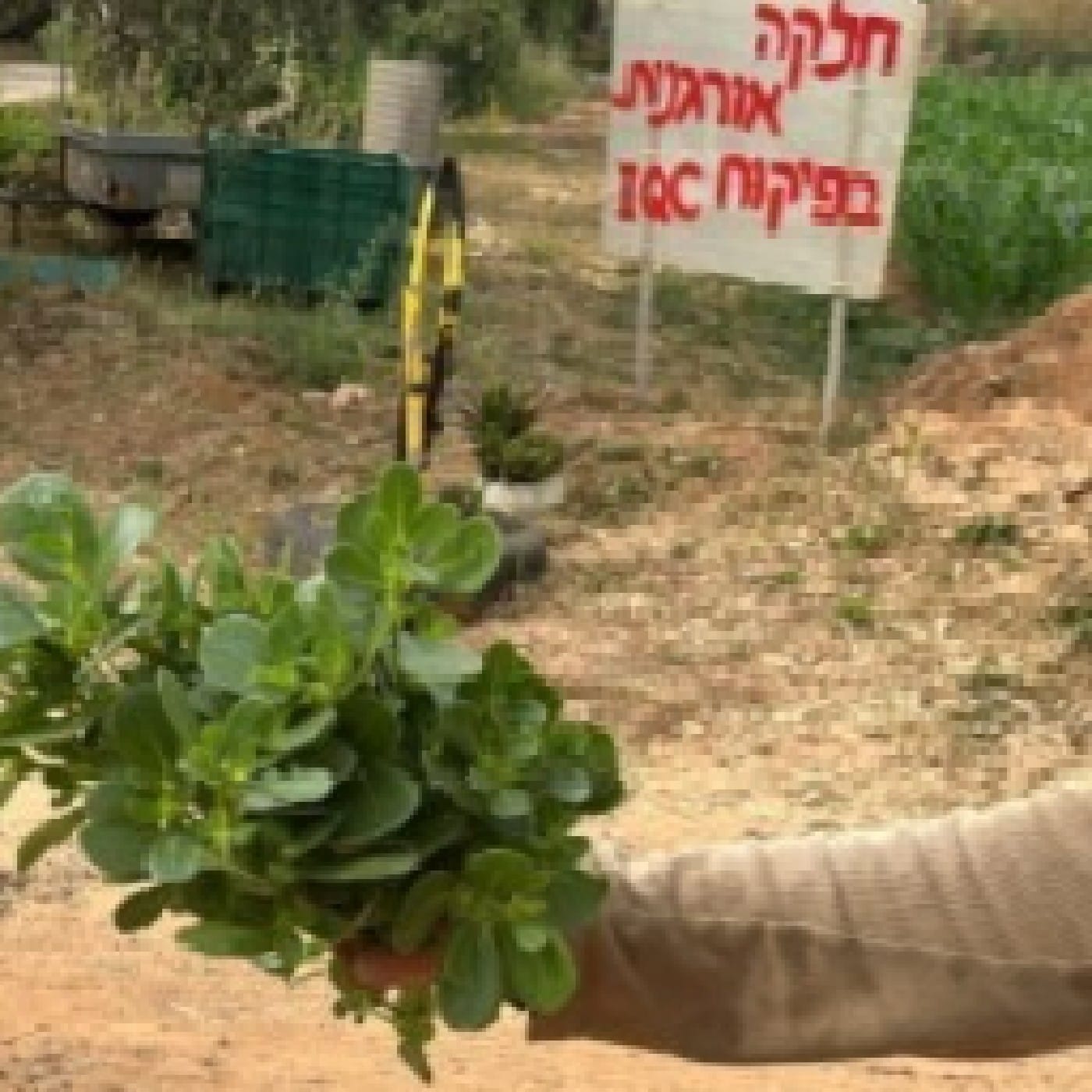 רגלת (ריג'לה) הגינה אורגנית שקית