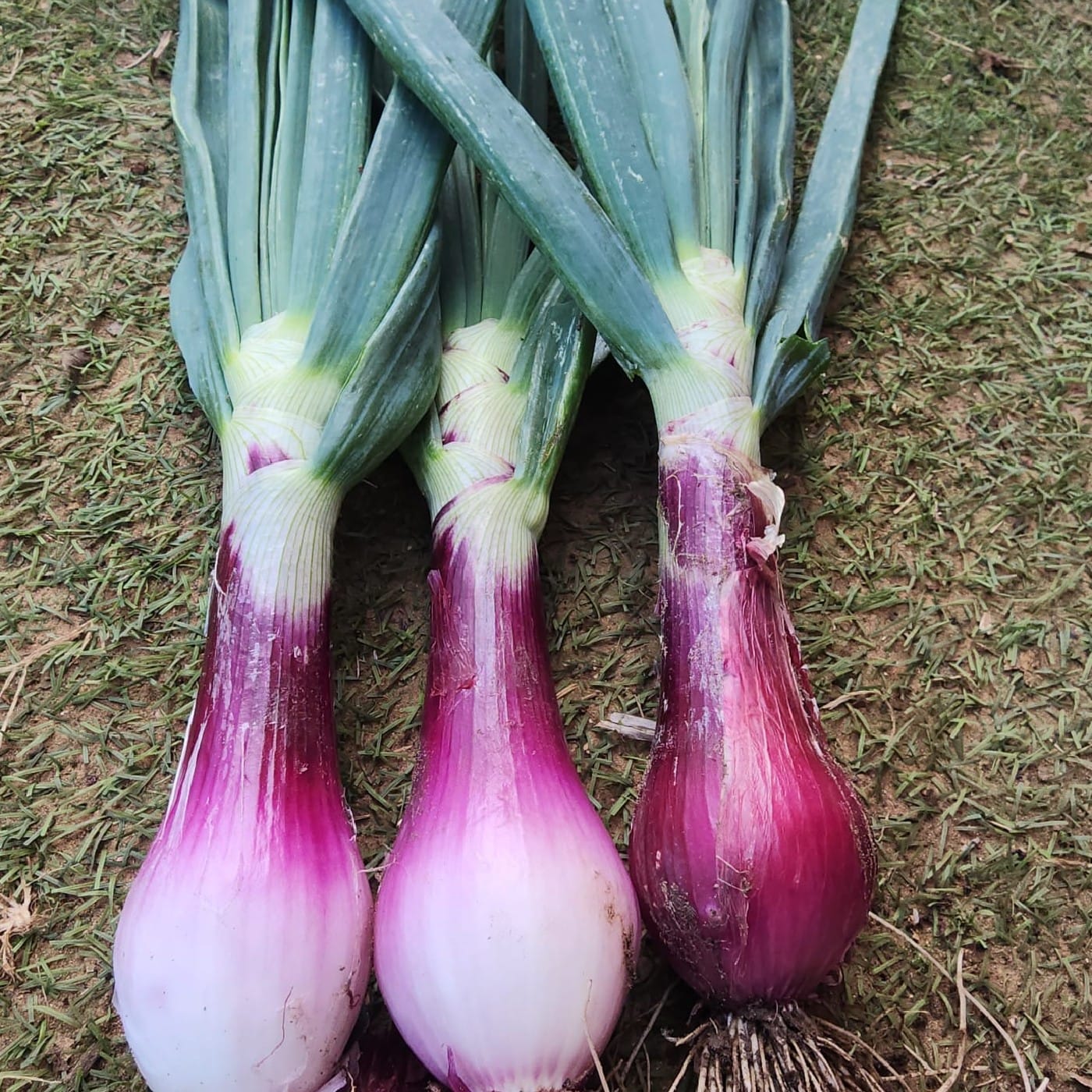 בצל אדום לח אורגני צרור