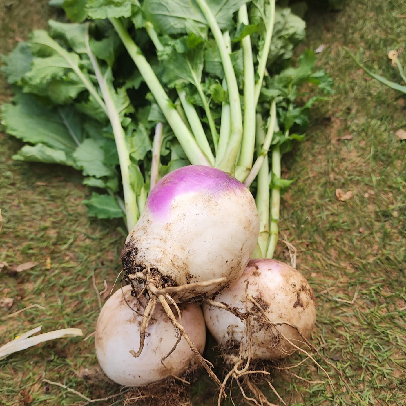צרור לפת סגולה אורגנית עם עלים
