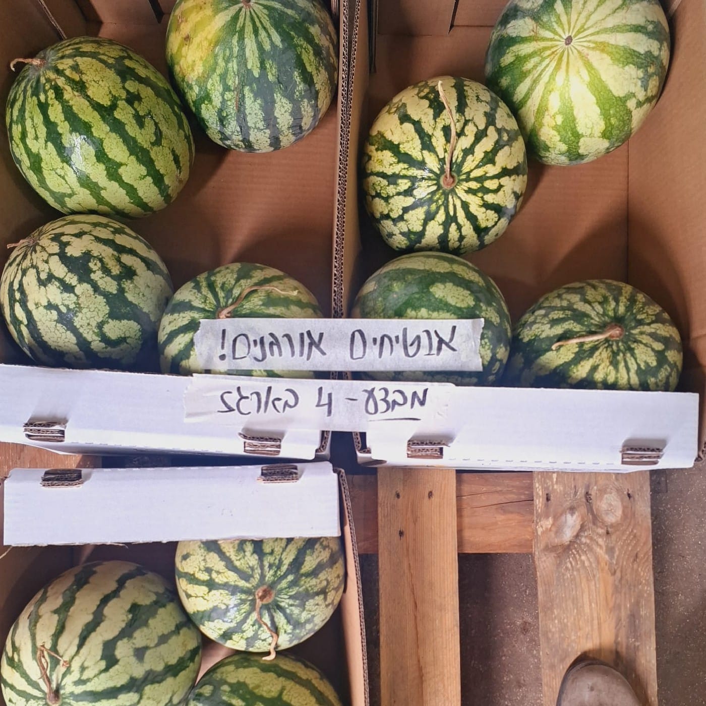 ארגז אבטיח אורגני קטן 