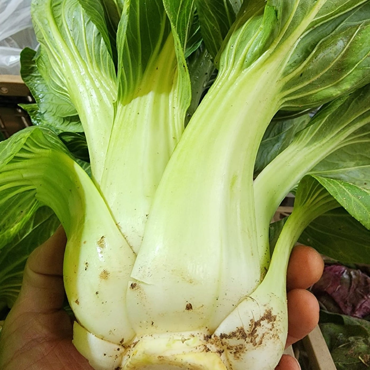 באק צ'וי אורגני