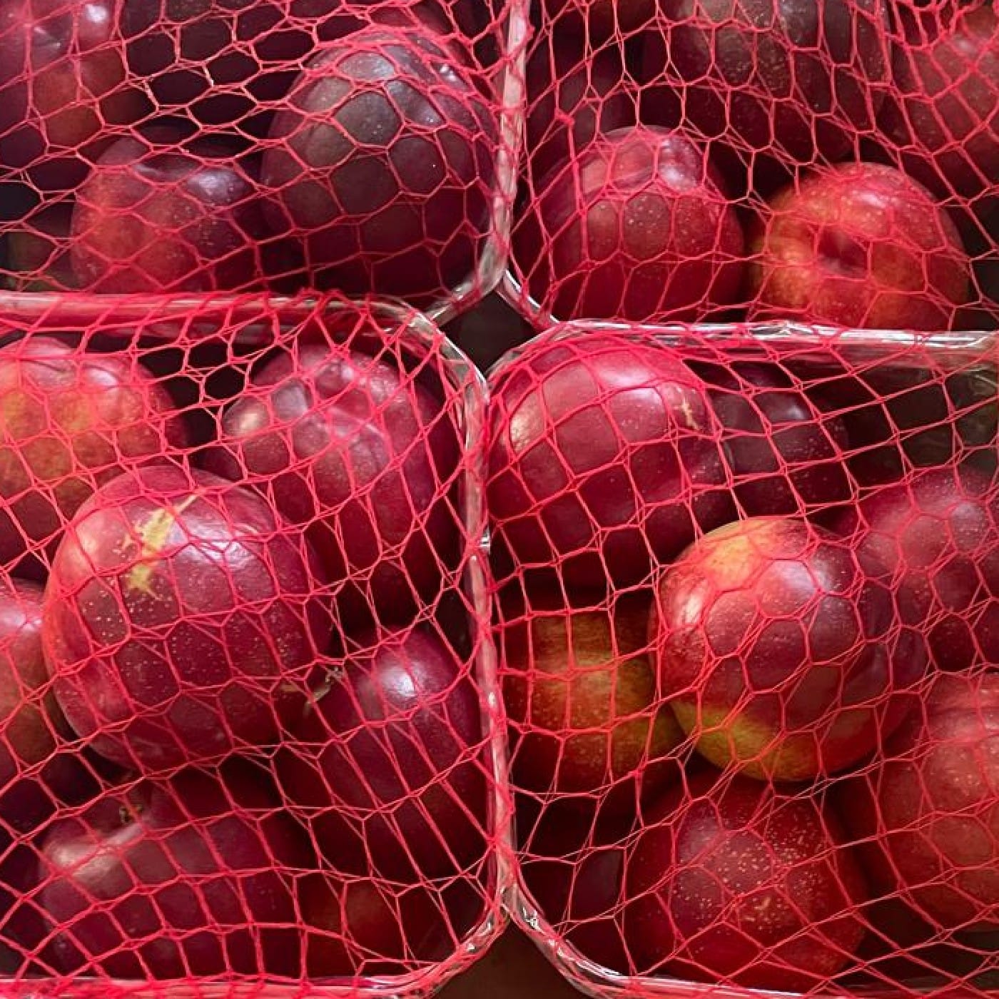 נקטרינה לבנה 