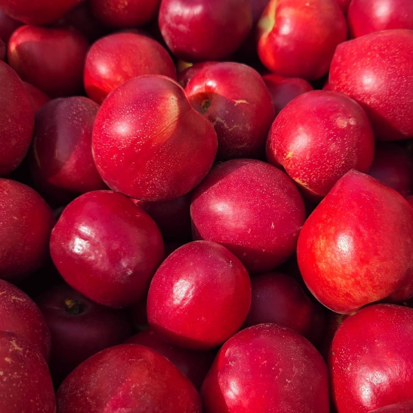 נקטרינה לבנה אורגנית