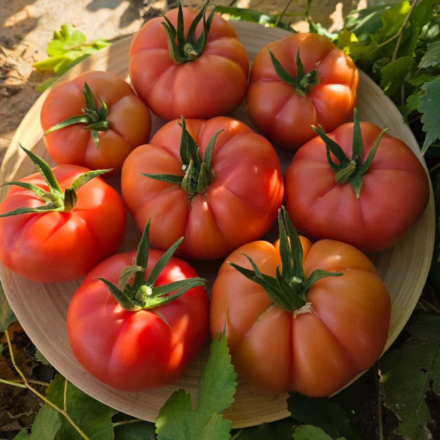 עגבניות ביף סטייק RAF ורודה אורגניות