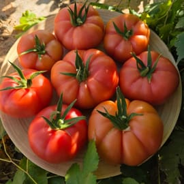 עגבניה משפחת RAF מלאת טעם