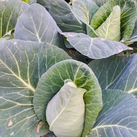 כרוב לבן מצויין למילוי! גדל בצורת חרוט