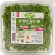 מפתיעים בעוצמת טעם הכוסברה האופייני. עשיר בנוגדי חימצון, לוטאין ויטמין K, A ו-C
