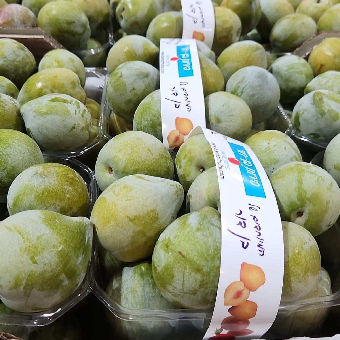 שזיף טרטל אג (ביצת צב)