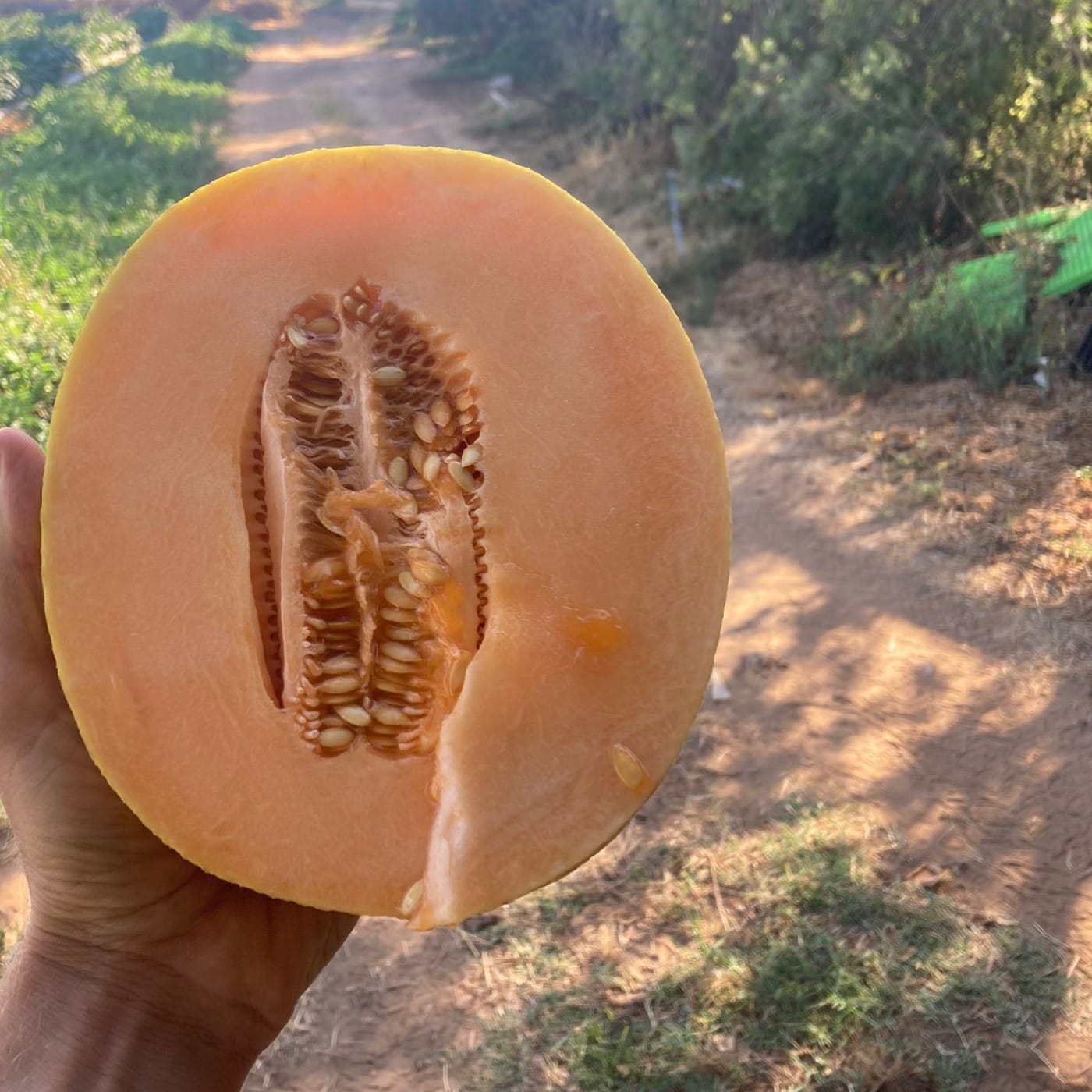 מלון כתום 