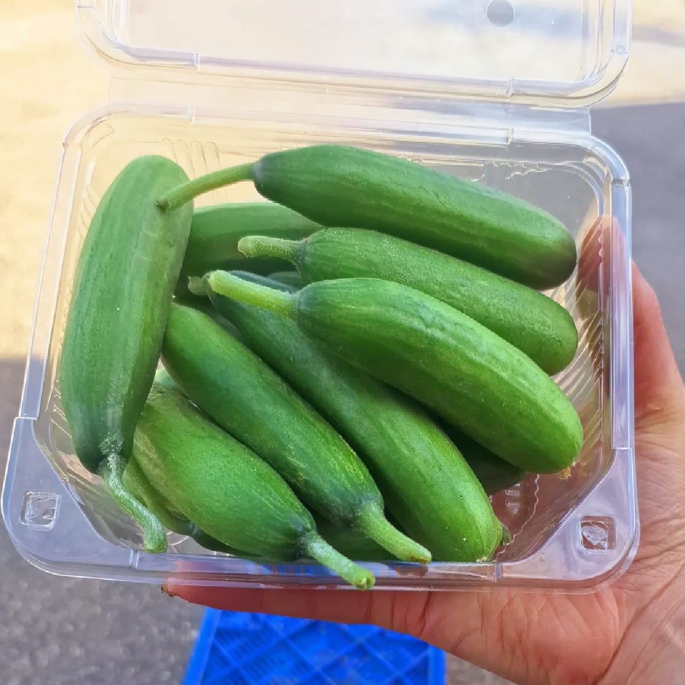 מלפפון בייבי אורגני מארז