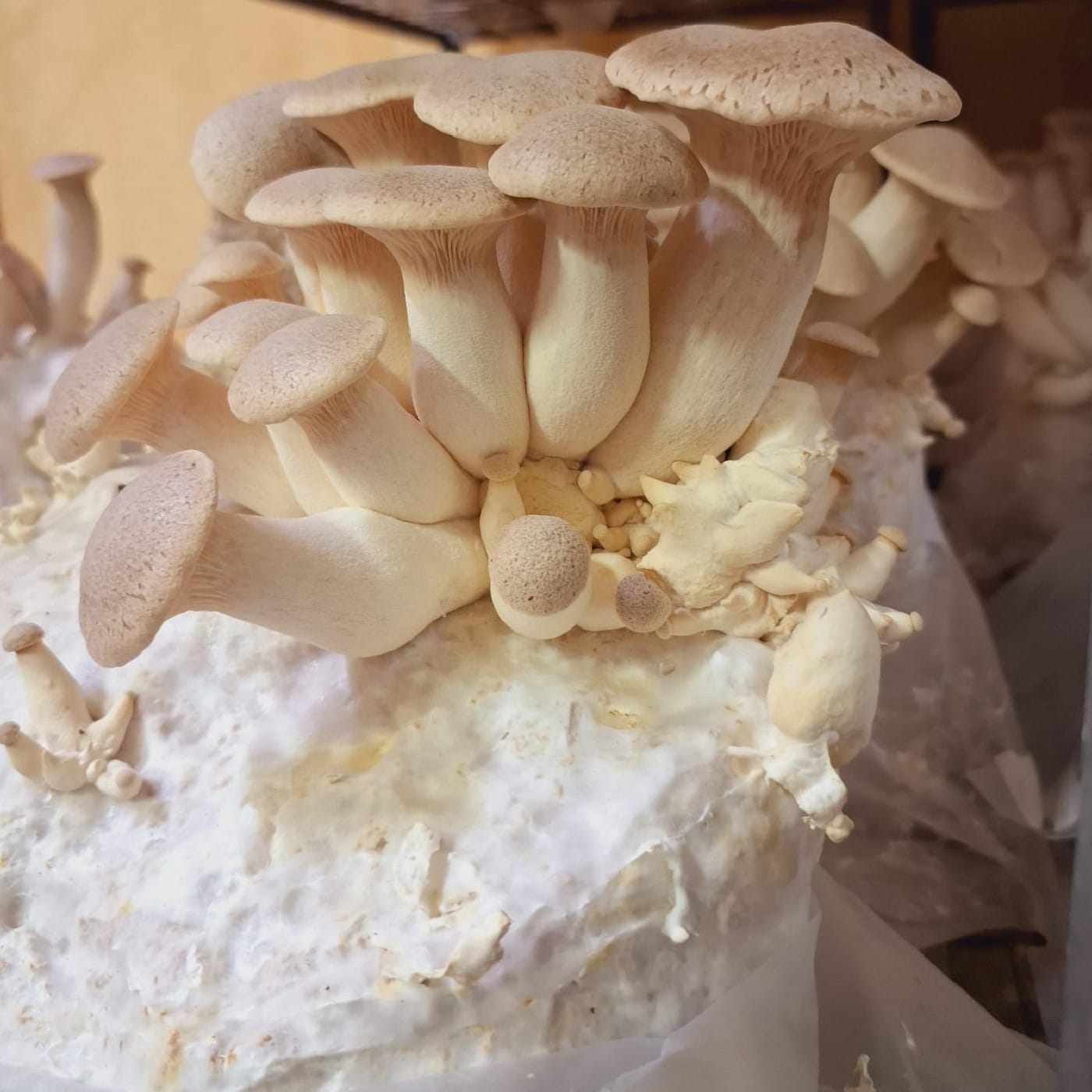 פטריות ארינג'י אורגניות