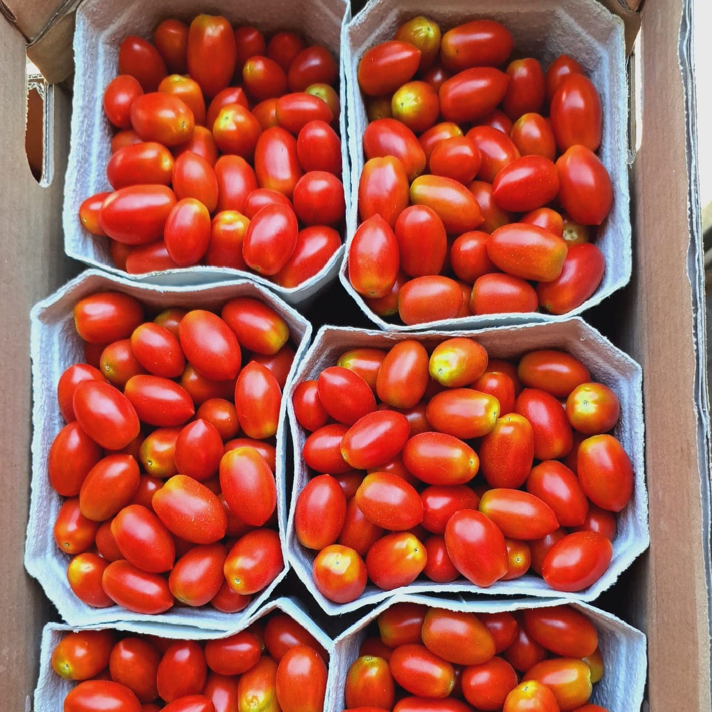 עגבניות שרי לובלו אורגניות