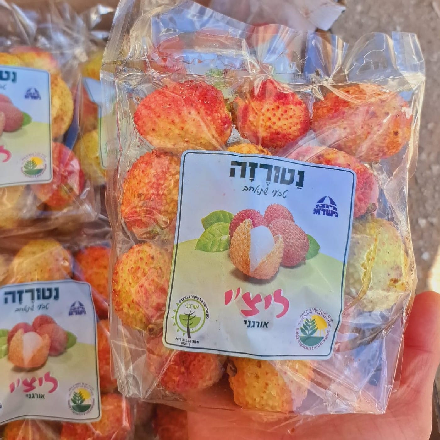 ליצ'י 