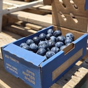 כ-250 ג'. גדל בשעל. ללא ריסוס על הפרי