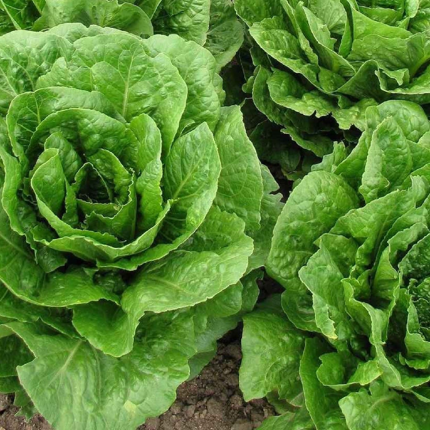 חסה ערבית אורגנית