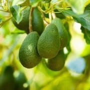 ללא הבחלה. מבשיל לאחר כמה ימים. יכולים כם להיות קטנים