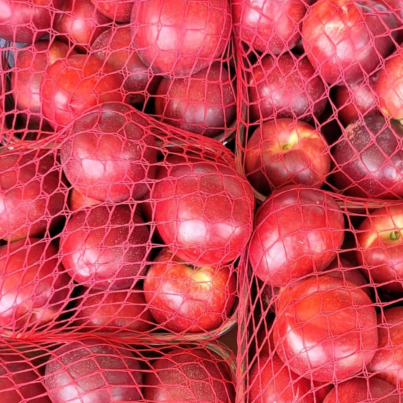 נקטרינה לבנה 